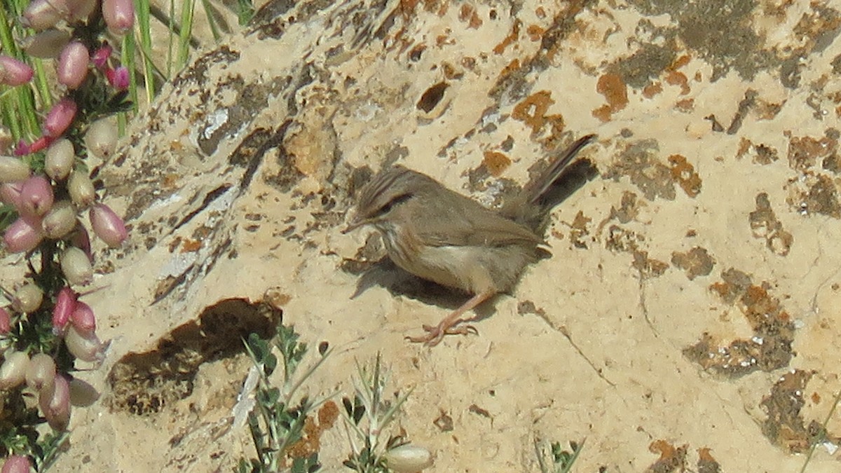 Prinia Desértica - ML633716881
