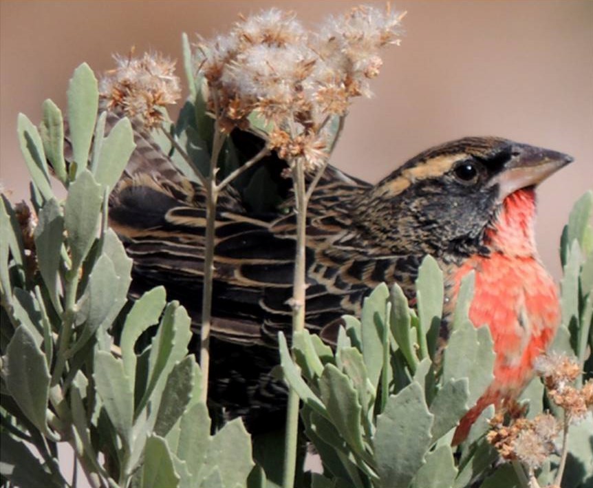 White-browed Meadowlark - ML633716884