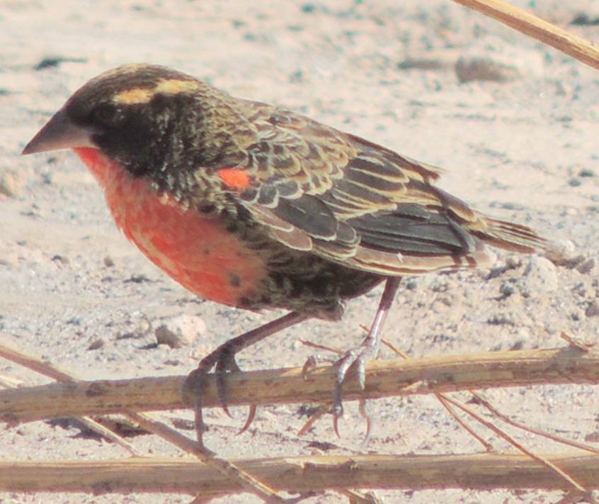 White-browed Meadowlark - ML633716892