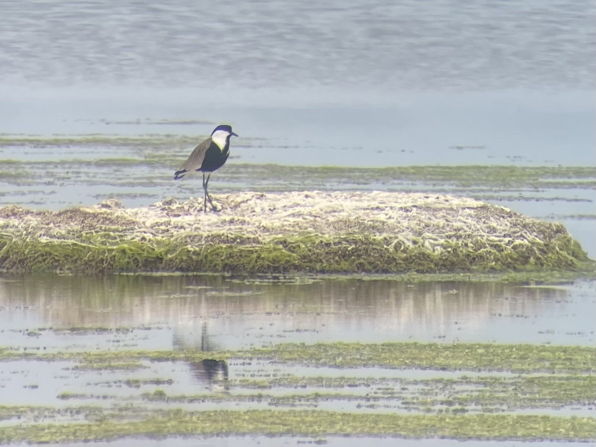 Spur-winged Lapwing - ML633716900