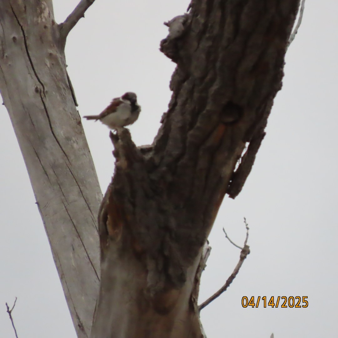 House Sparrow - ML633716959