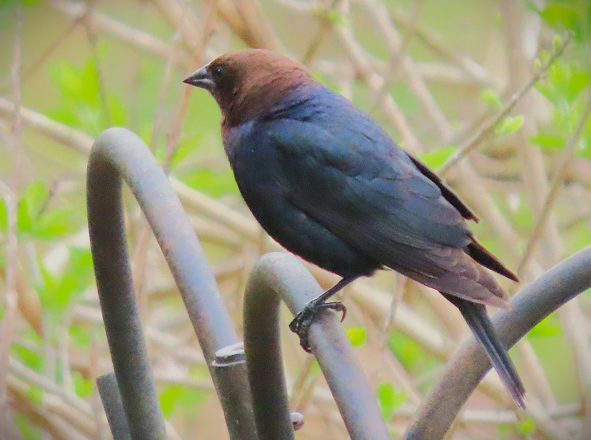 Brown-headed Cowbird - ML633717059