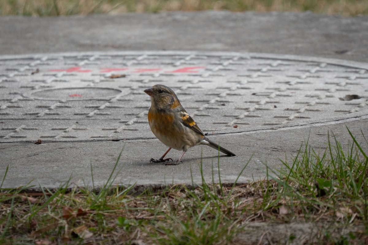 Three-banded Rosefinch - ML633717205