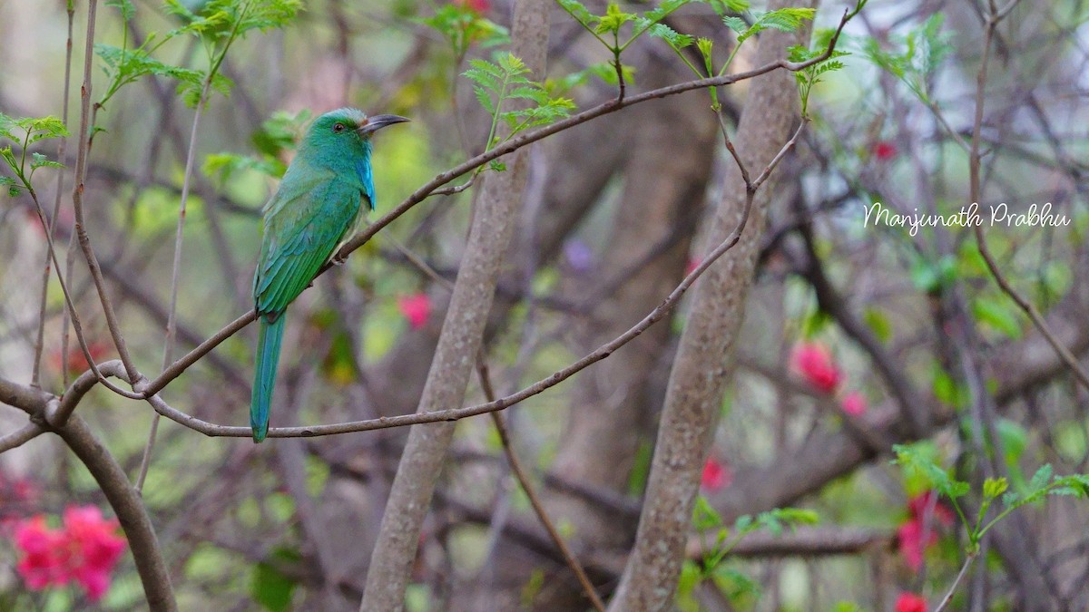 Blue-bearded Bee-eater - ML633717269