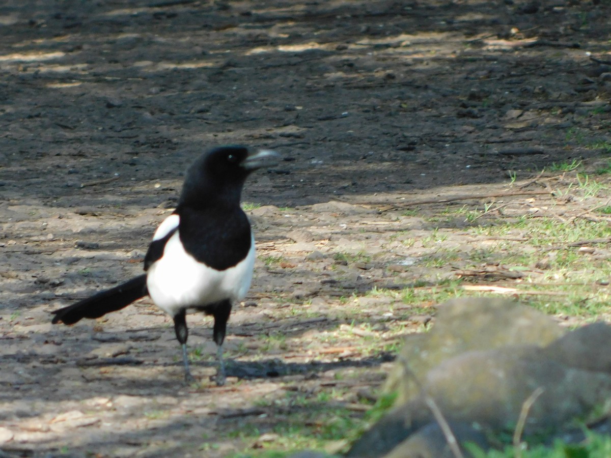 Eurasian Magpie - ML633717338