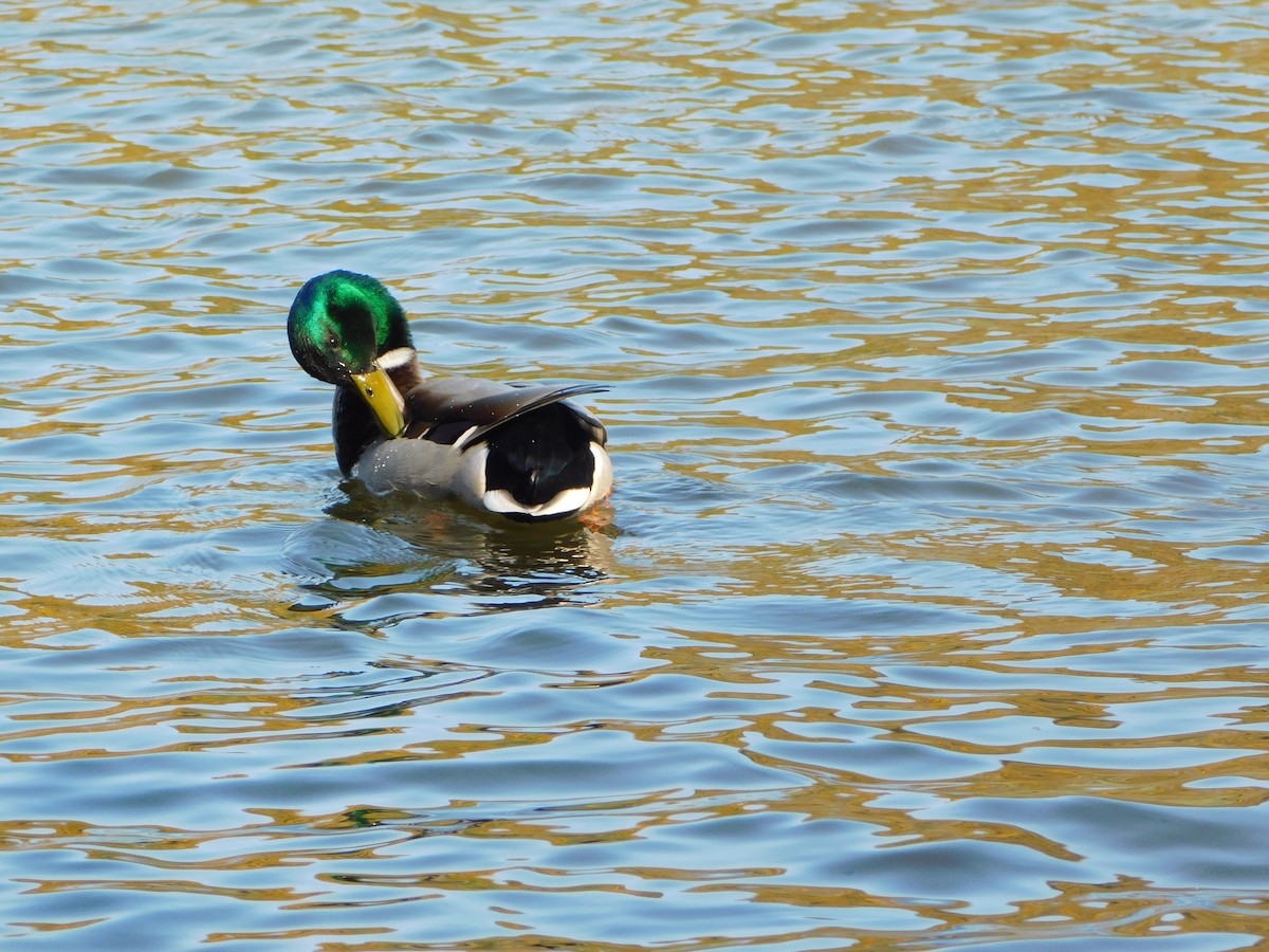 Mallard - ML633717354