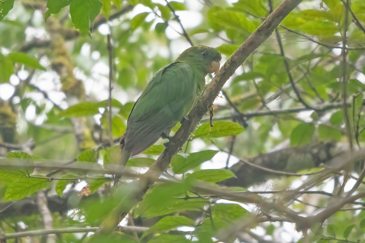 Blue-bellied Parrot - ML633717382
