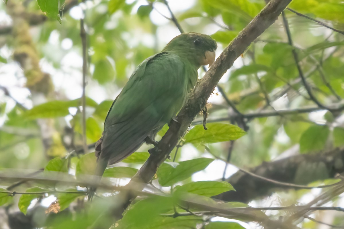 Blue-bellied Parrot - ML633717383