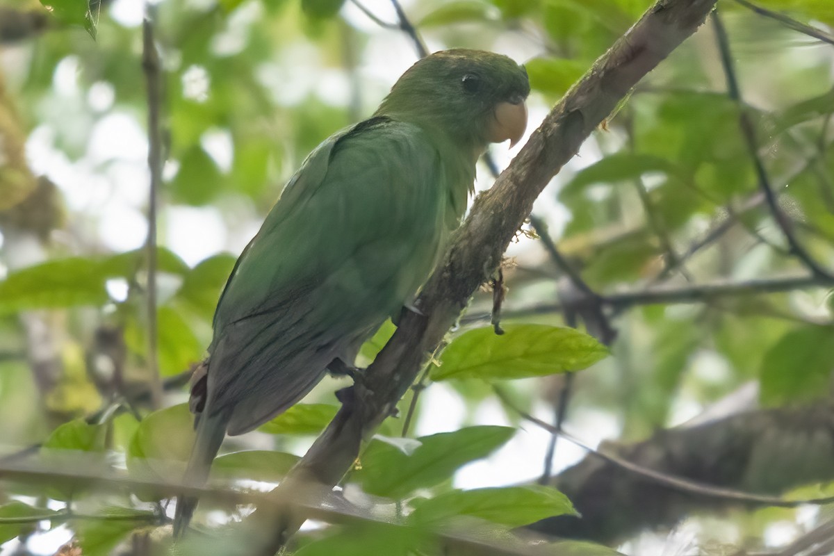 Blue-bellied Parrot - ML633717384