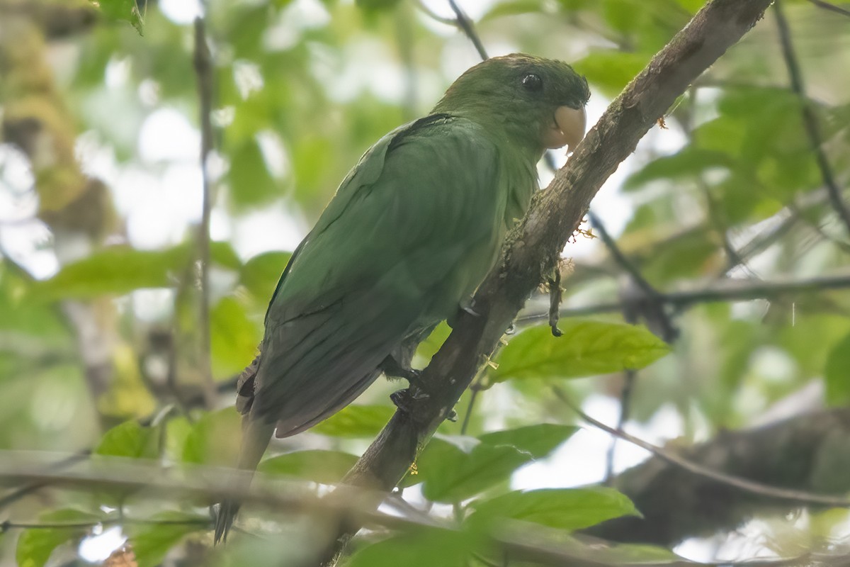 Blue-bellied Parrot - ML633717385