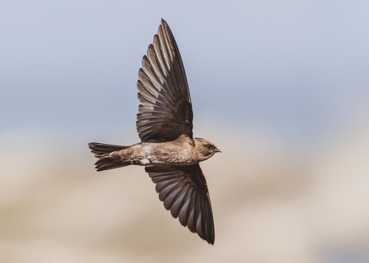 アフリカショウドウツバメ - ML633717452