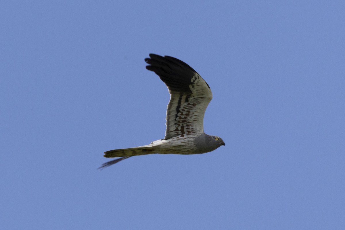 Montagu's Harrier - ML633717526