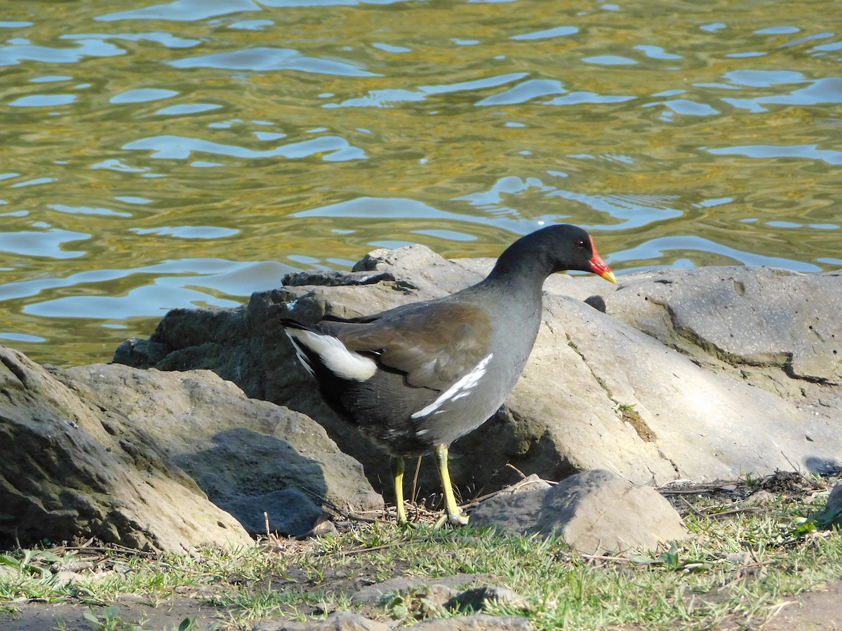 Eurasian Coot - ML633717544