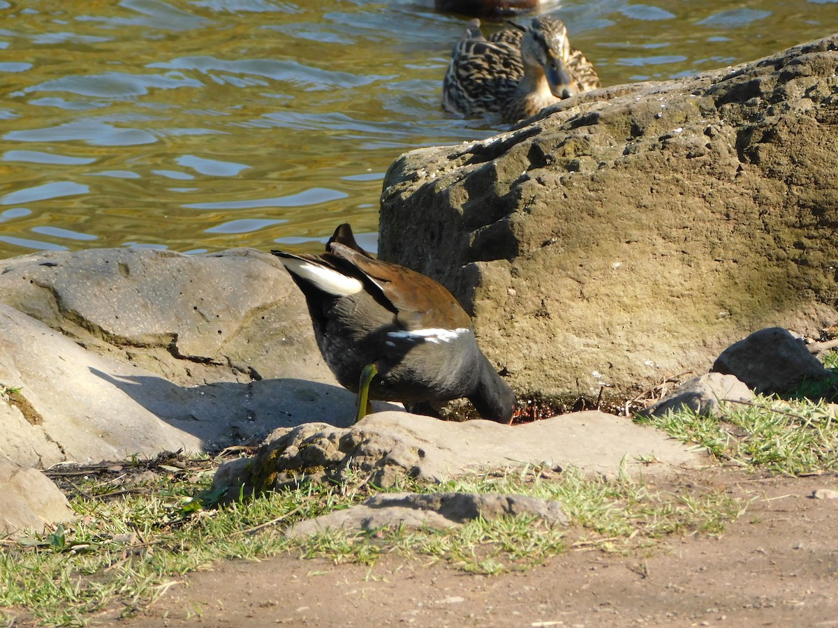 Eurasian Coot - ML633717546