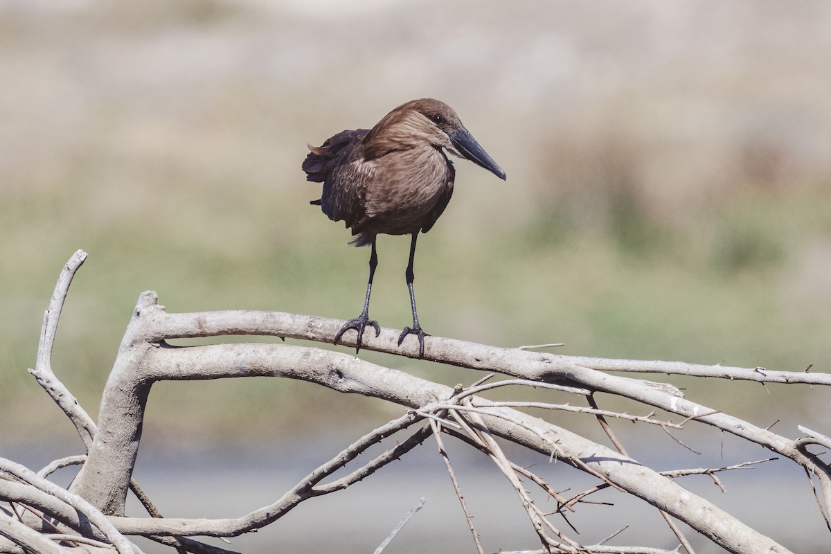 シュモクドリ - ML633717571