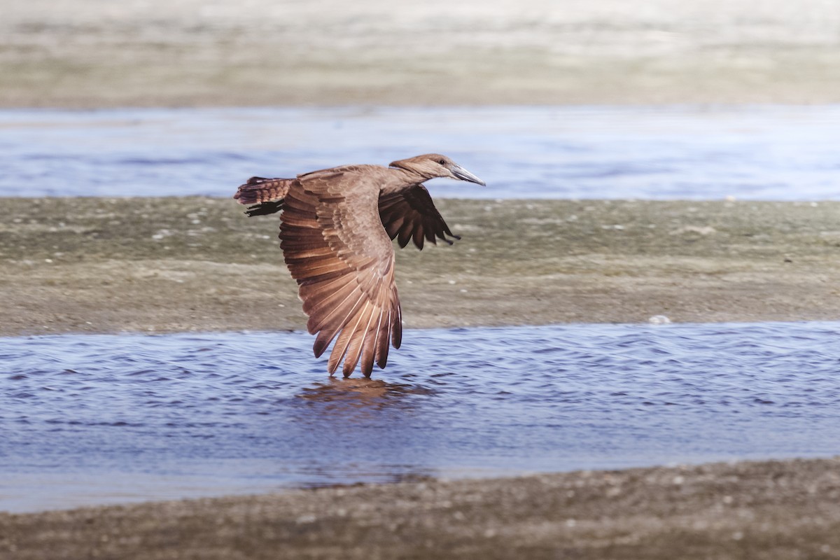 シュモクドリ - ML633717572