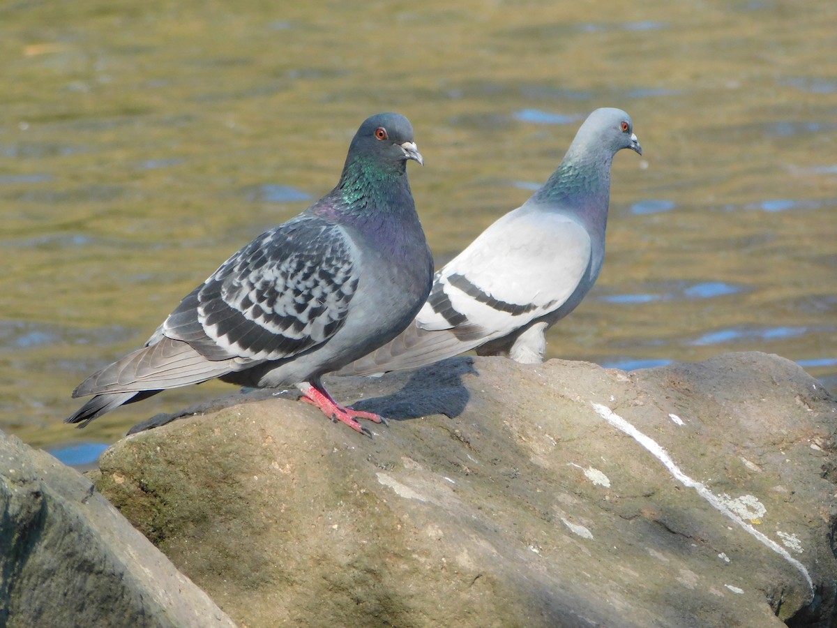 Rock Pigeon - ML633717596