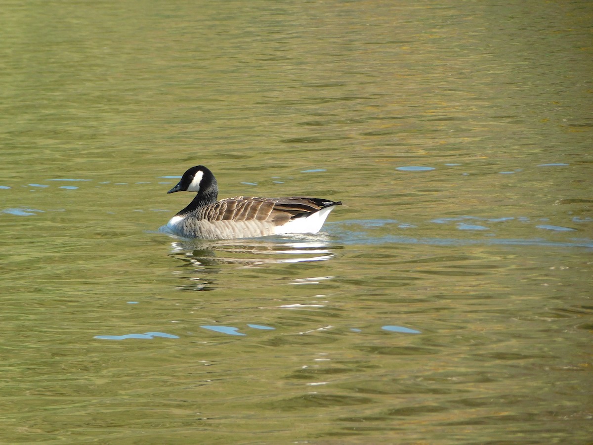 Canada Goose - ML633717667