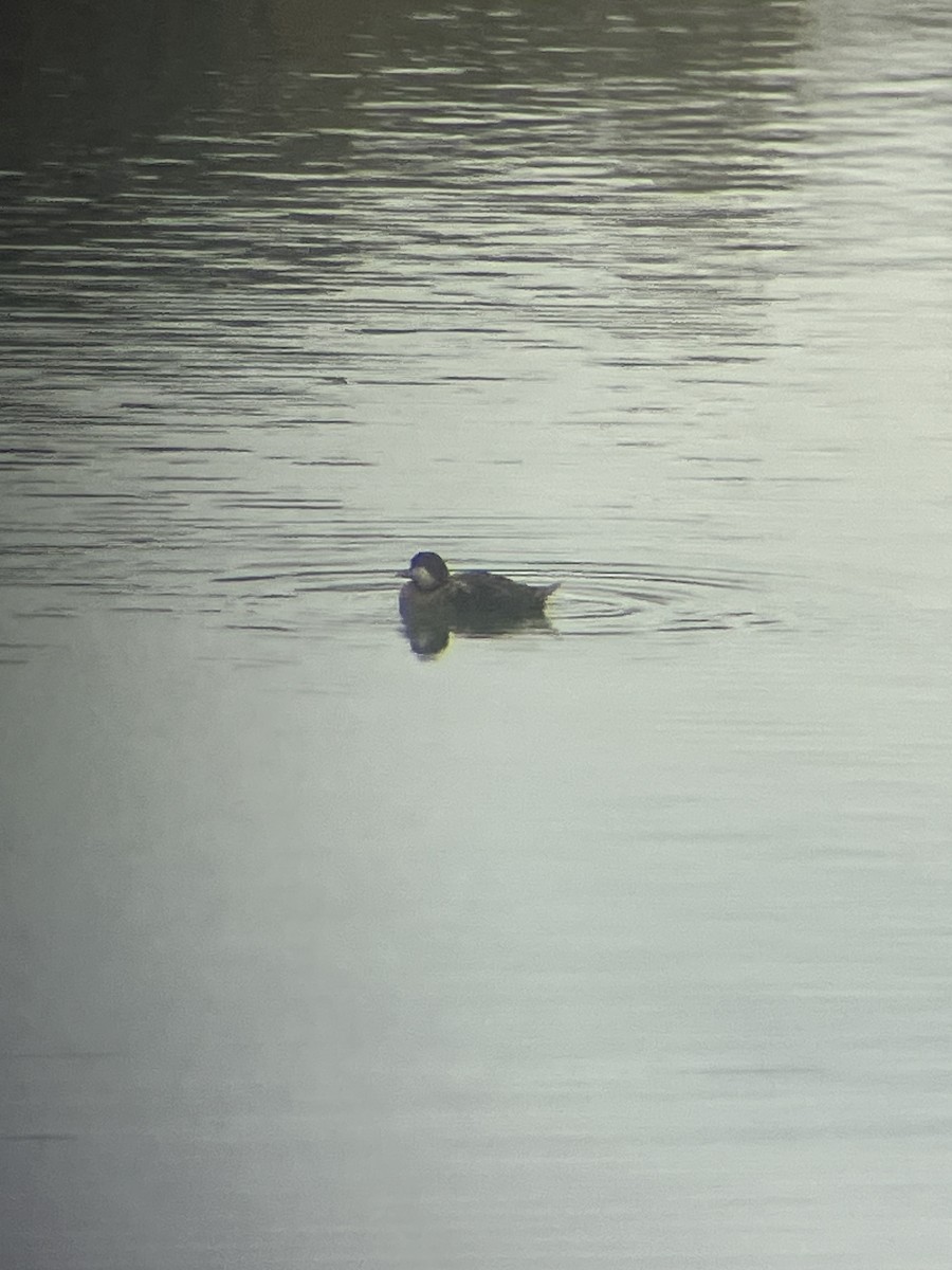 Black Scoter - ML633717852