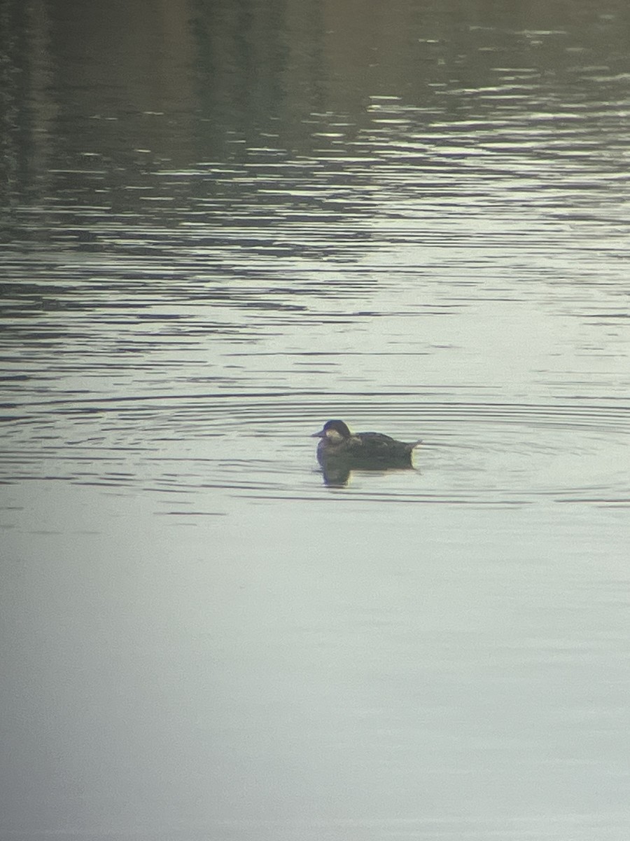 Black Scoter - ML633717853