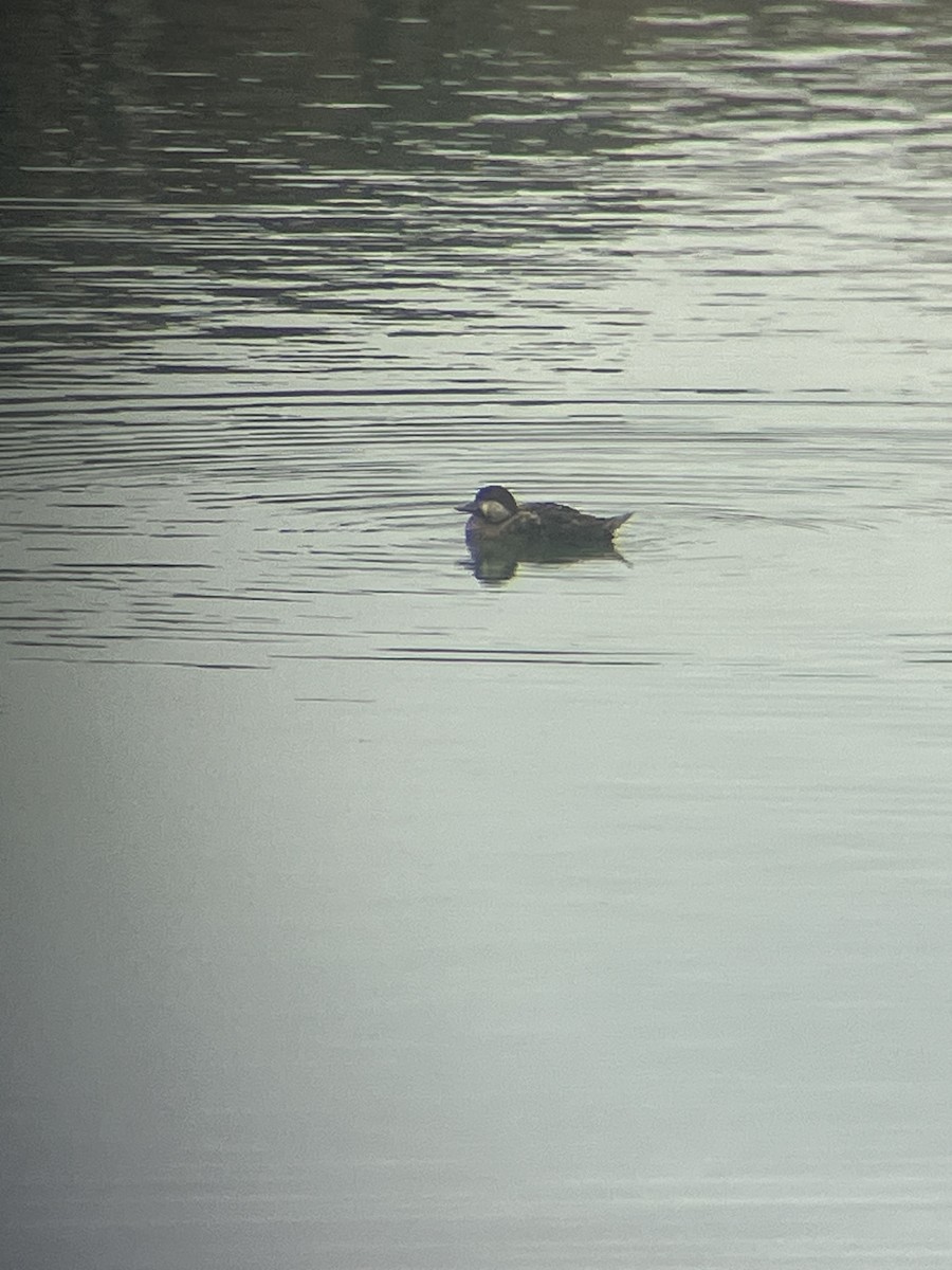 Black Scoter - ML633717854