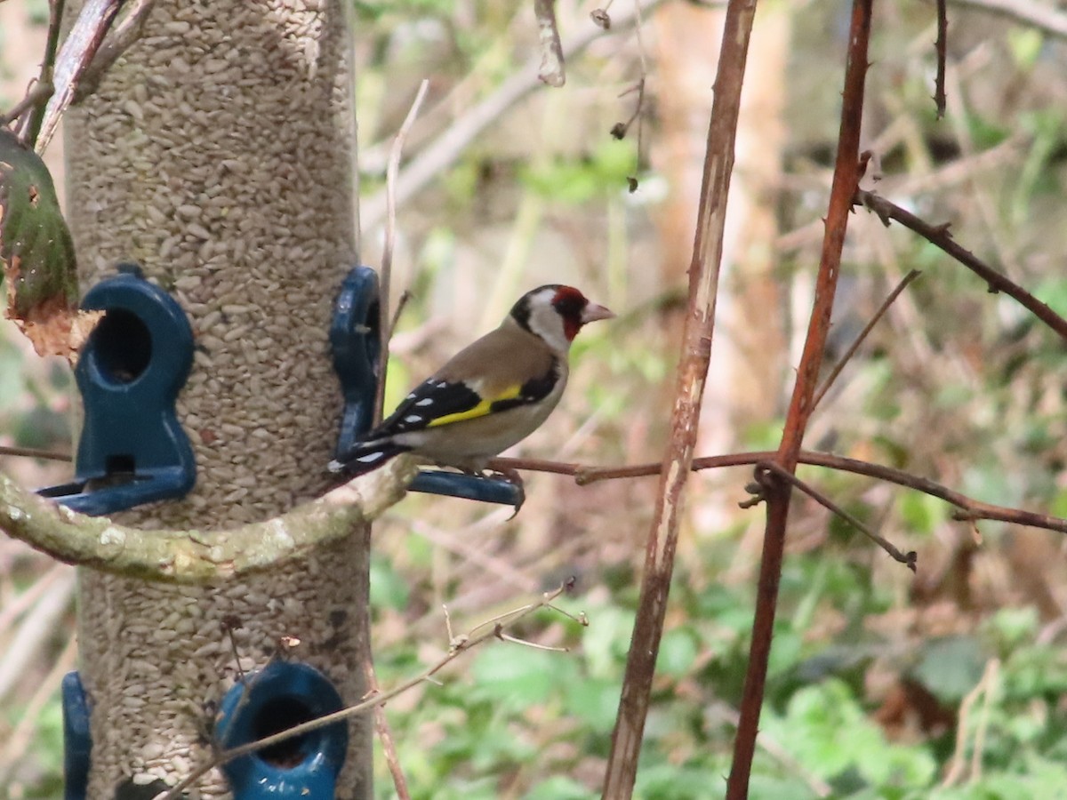 European Goldfinch - ML633717956