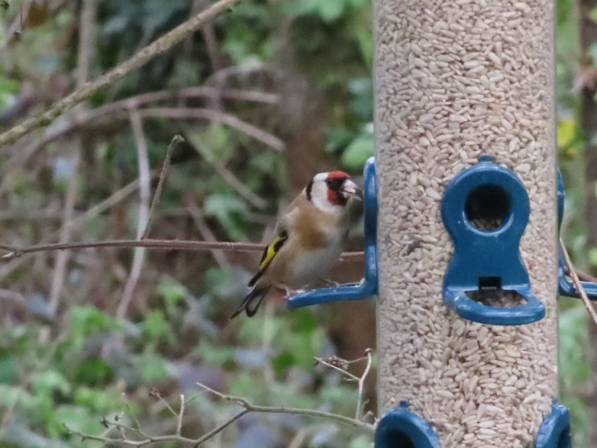 European Goldfinch - ML633717957
