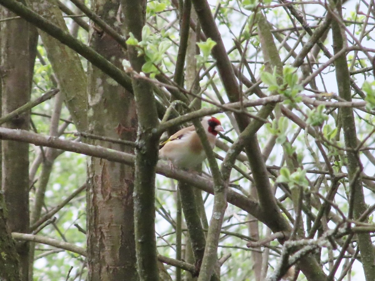 European Goldfinch - ML633717958