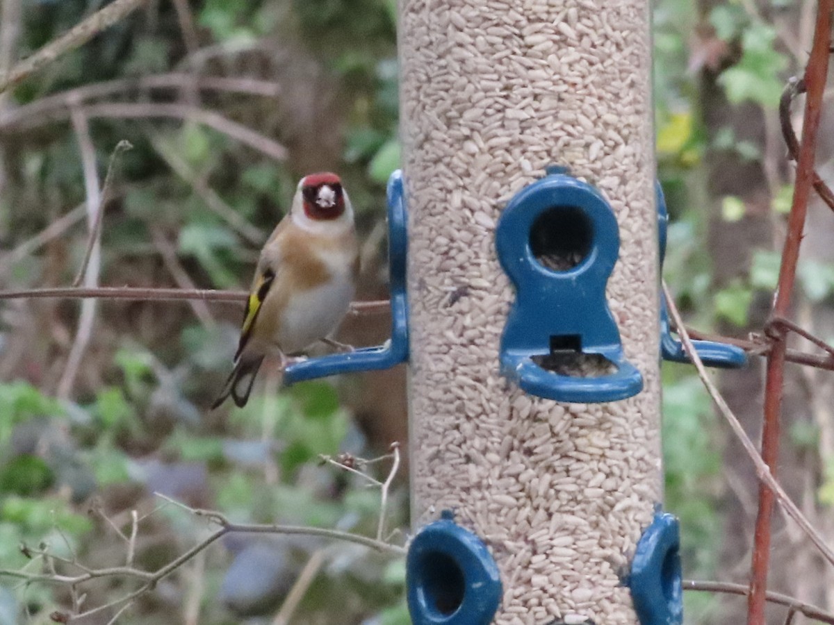 European Goldfinch - ML633717960