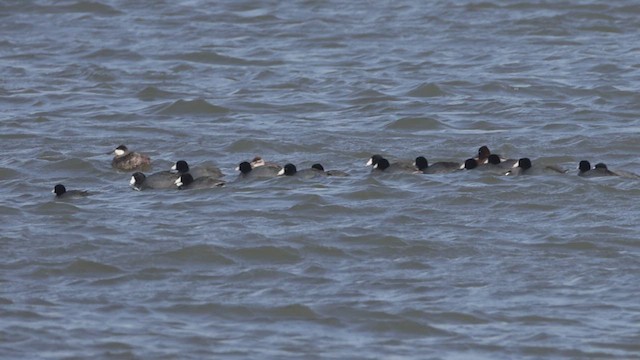 Bufflehead - ML633718033