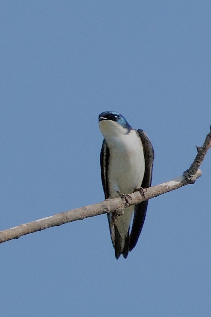Tree Swallow - ML633718048
