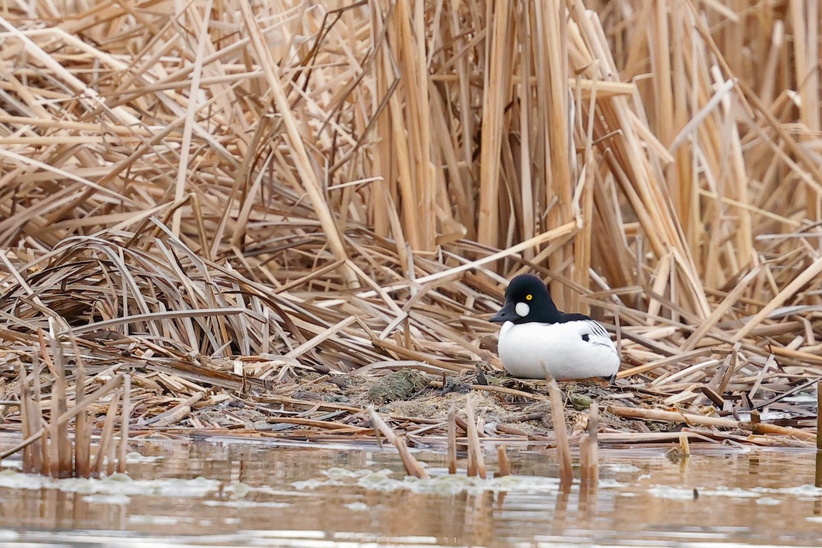 Common Goldeneye - ML633718151