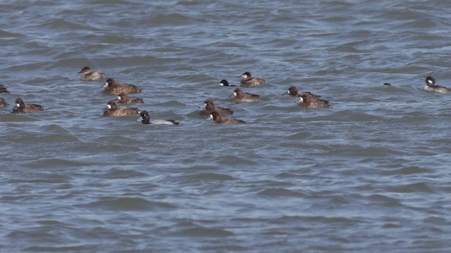 Ruddy Duck - ML633718152