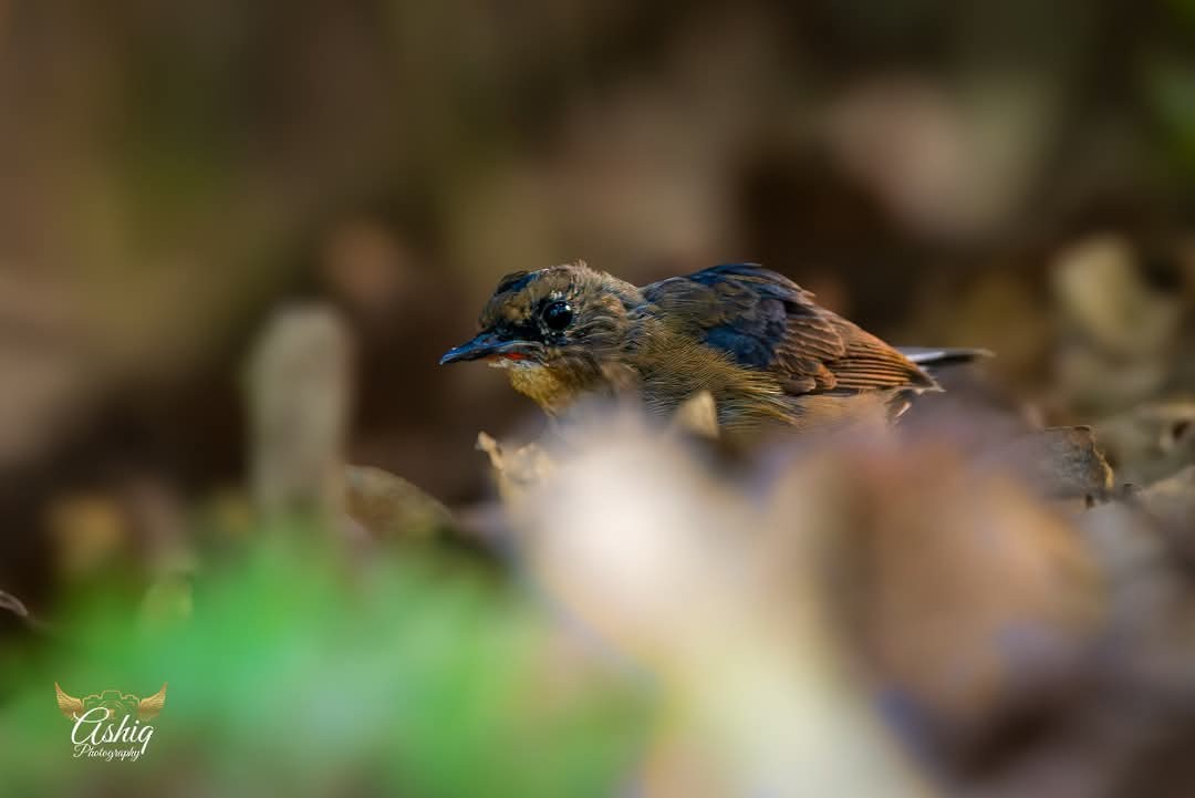 Firethroat - ML633718232