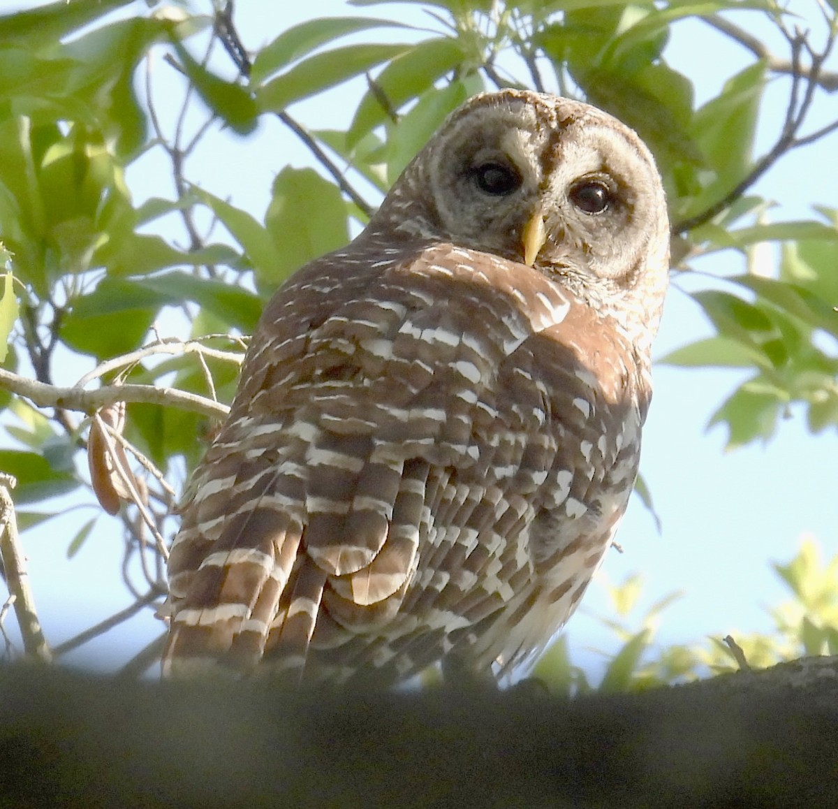 アメリカフクロウ - ML633718266