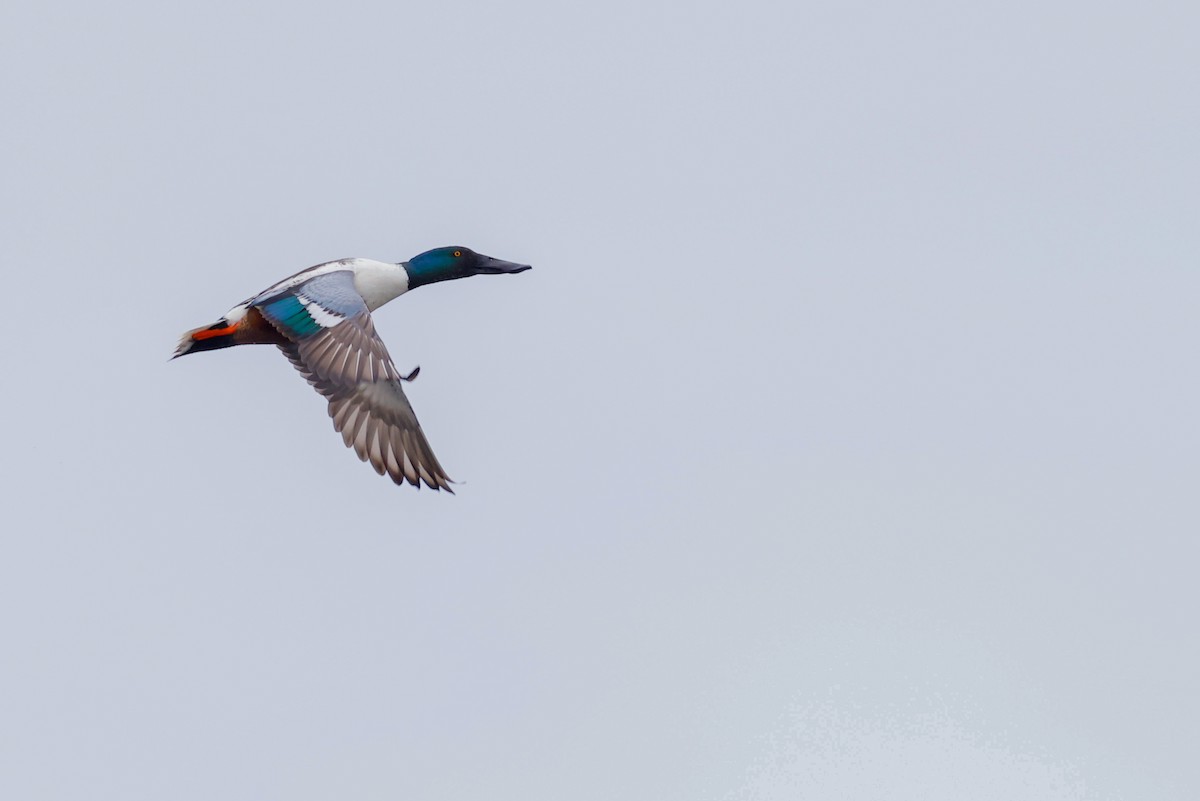 Northern Shoveler - ML633718270