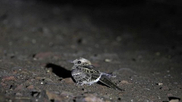 Slender-tailed Nightjar - ML633718358