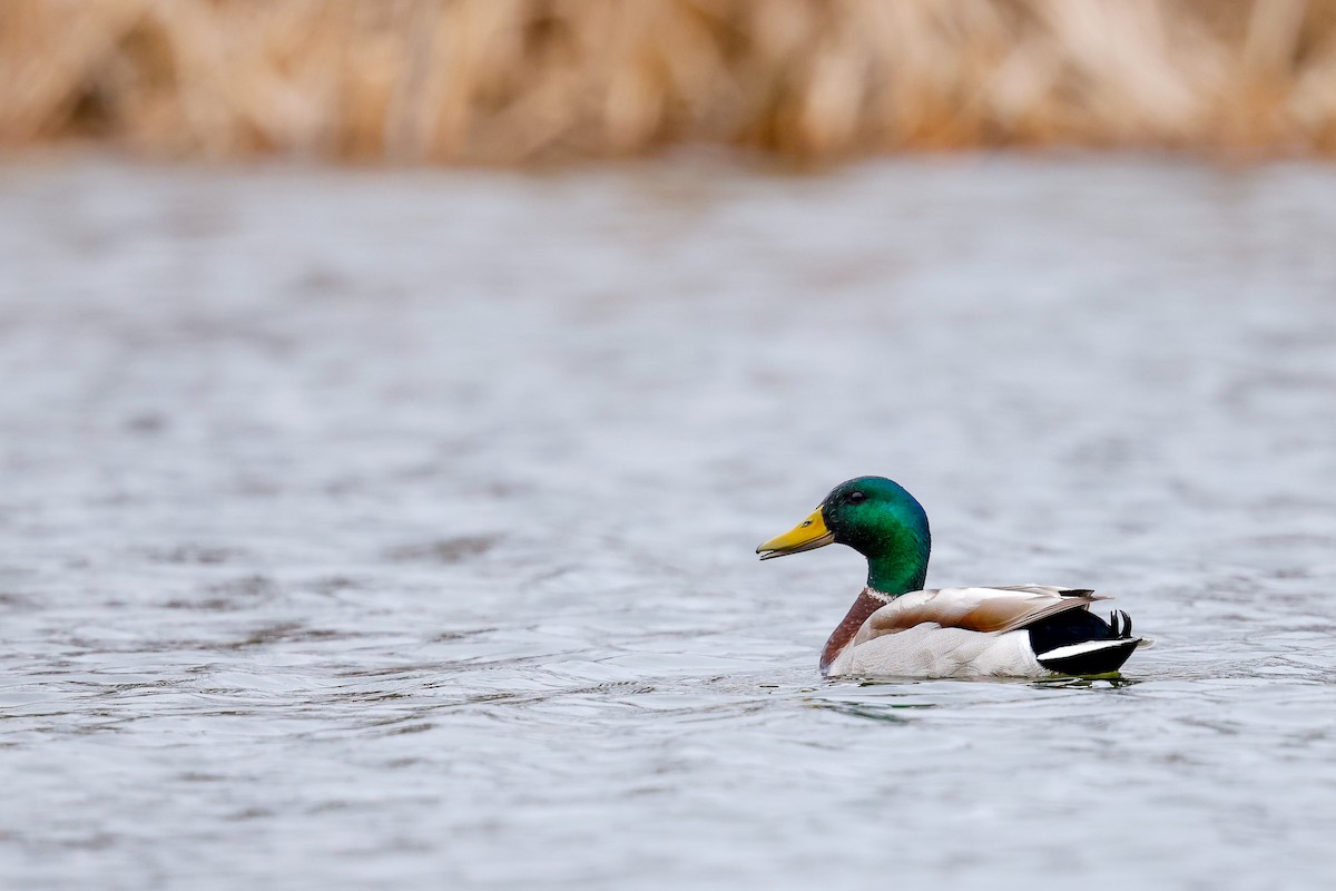 Mallard - ML633718382