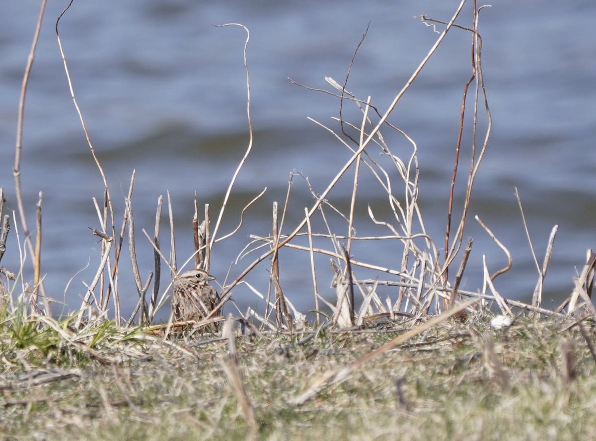 Song Sparrow - ML633718495