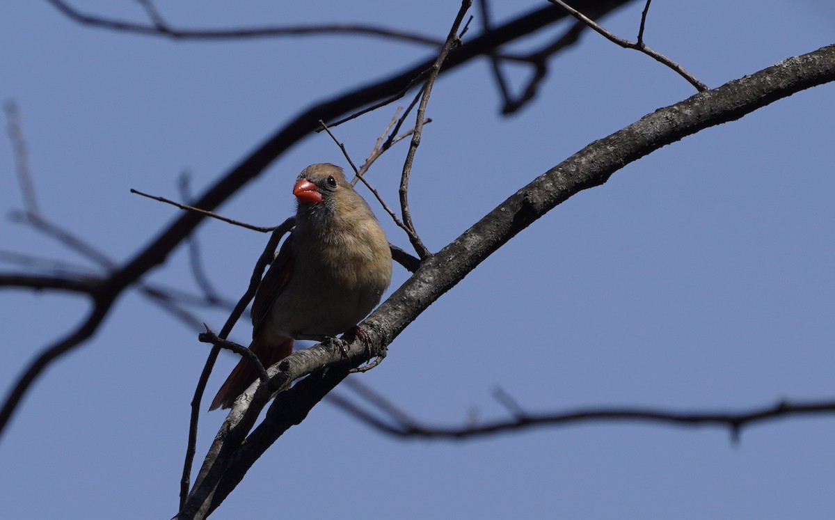 Northern Cardinal - ML633718505