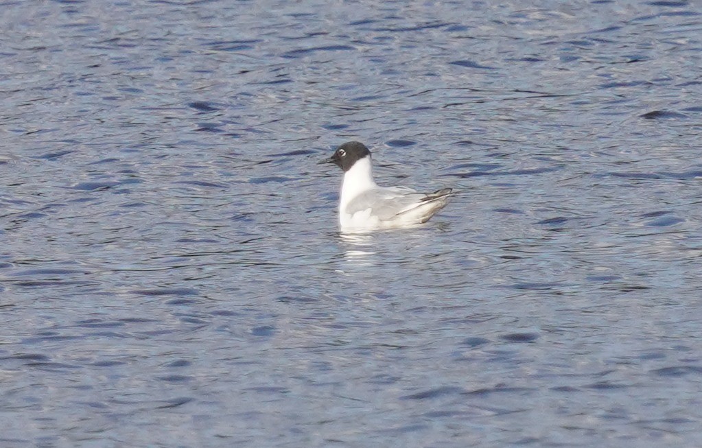Mouette de Bonaparte - ML633718512