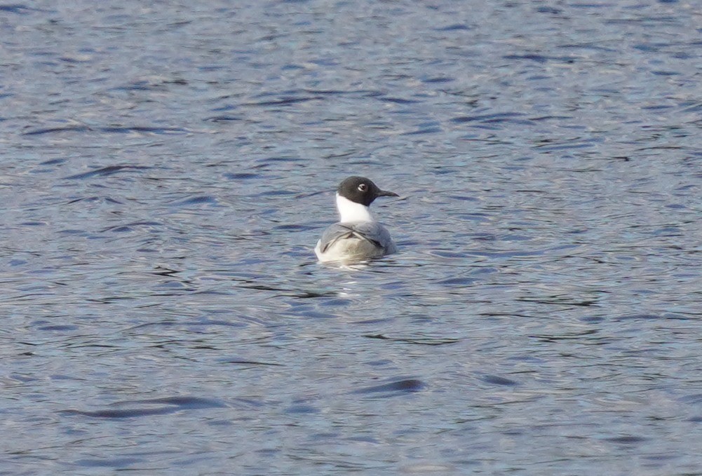 Mouette de Bonaparte - ML633718525