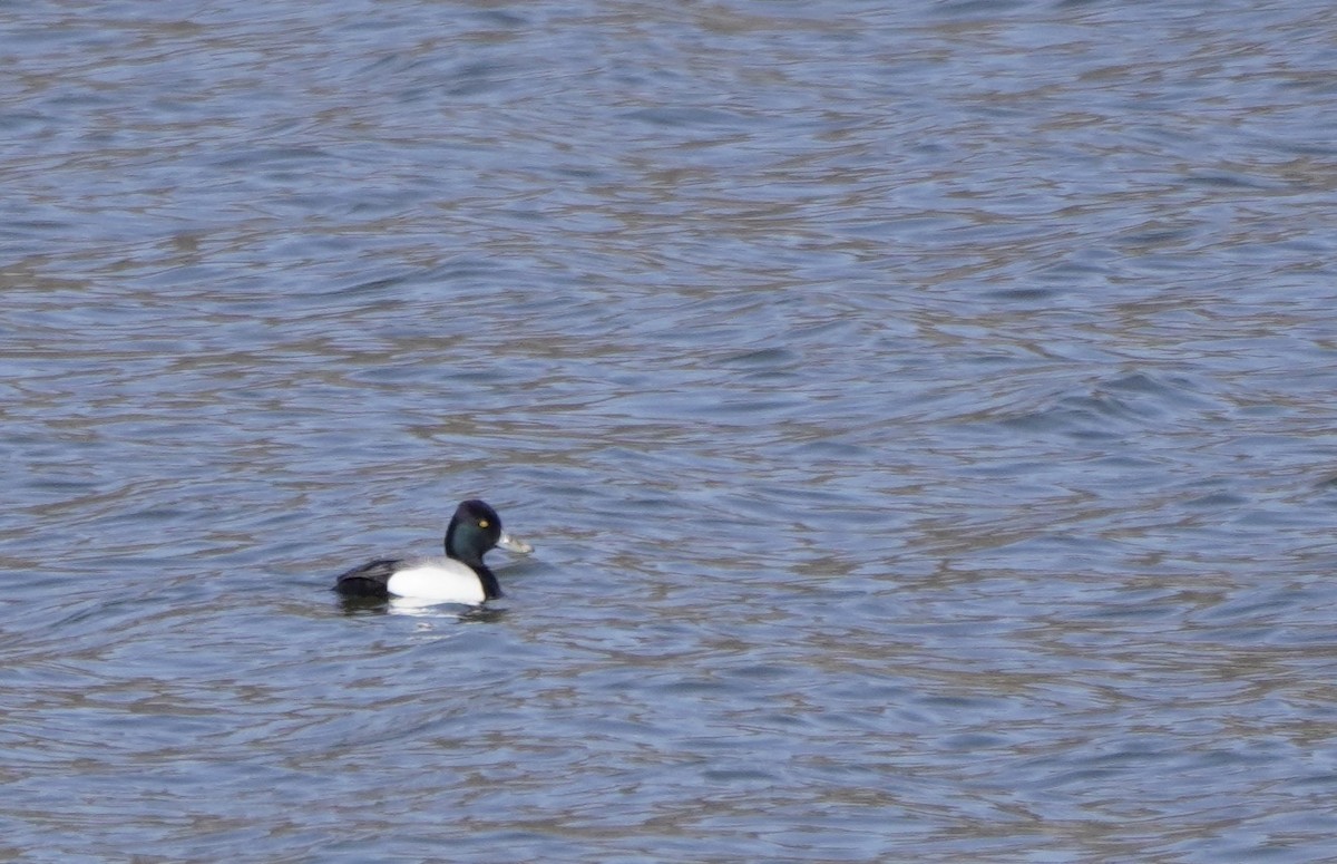 Lesser Scaup - ML633718531