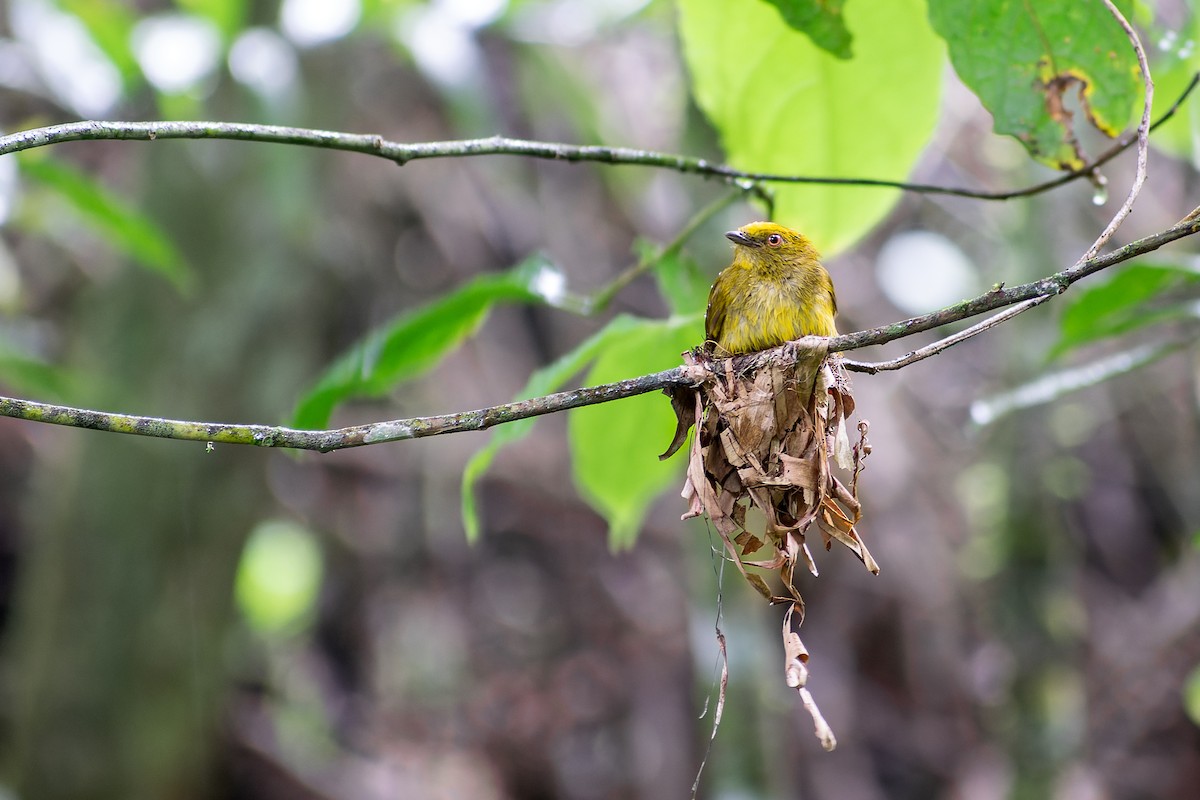 Yellow-headed Manakin - ML633718574