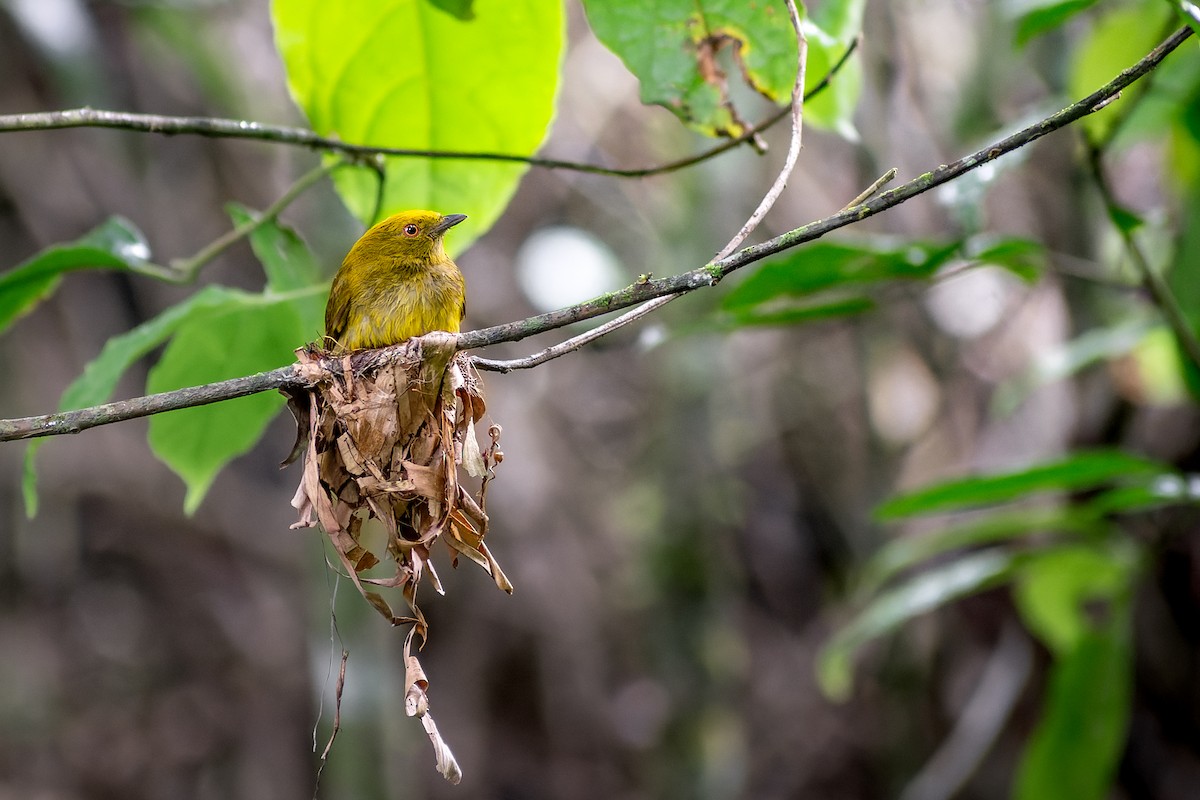 Yellow-headed Manakin - ML633718575