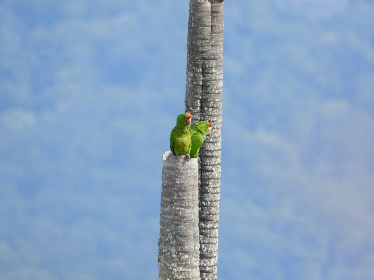Scarlet-fronted Parakeet - ML633718633