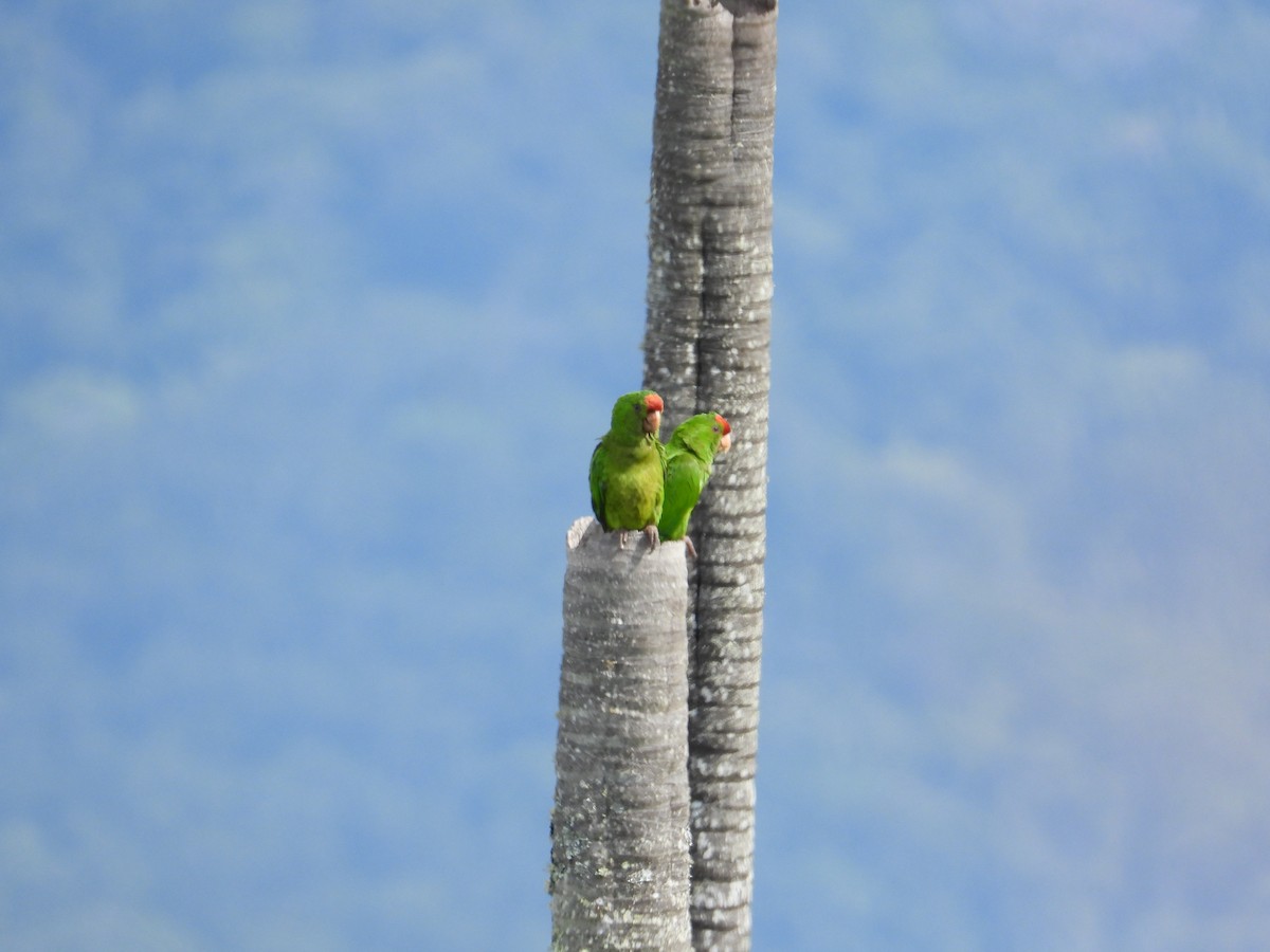Scarlet-fronted Parakeet - ML633718635