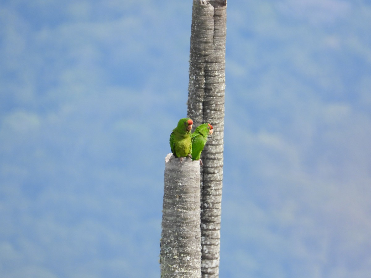 Scarlet-fronted Parakeet - ML633718636