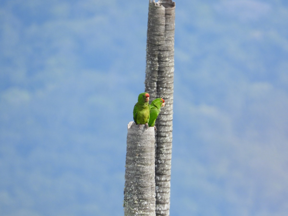 Scarlet-fronted Parakeet - ML633718637