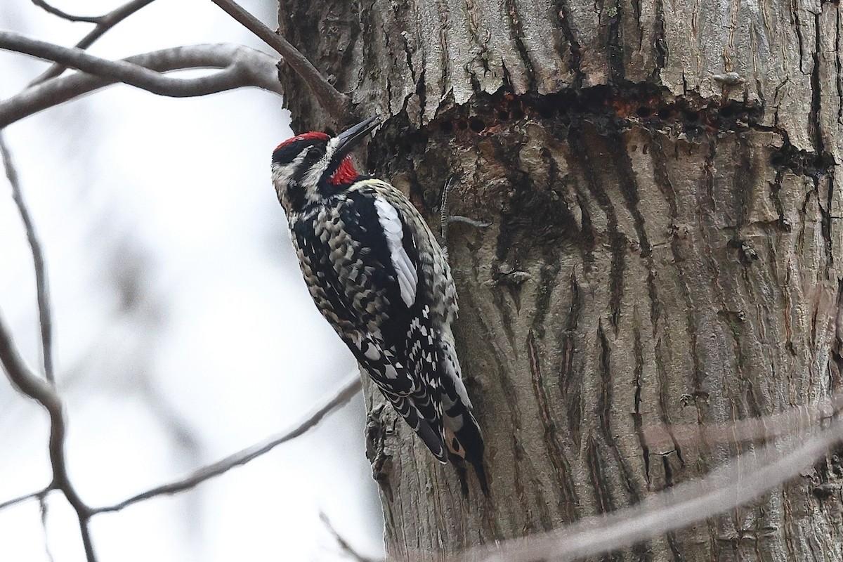 Red-bellied Woodpecker - ML633718684